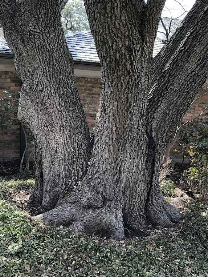 Mature heritage tree close to a Calvin property cared for by certified arborists